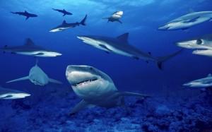Natura: gli squali posseggono sette sensi, due in più dell’uomo