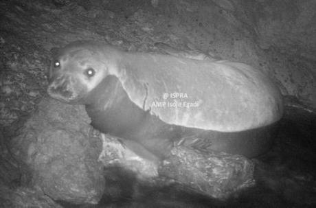 Evento eccezionale, alle Egadi torna la foca monaca