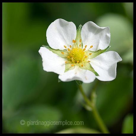 gs375_fiore-di-fragola