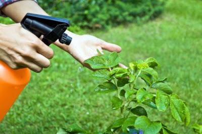 Spray insetticida al peperoncino