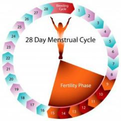 28-Day-Fertility-Cycle