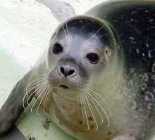 Sicilia: alle Egadi torna la Foca Monaca 