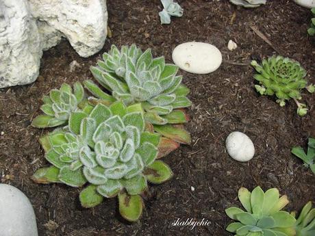 shabbychic,my garden
