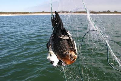 La pesca intensiva uccide 400mila uccelli marini l'anno