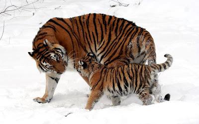 2022: La fine della tigre selvatica?  Nell'anno della tigre il Wwf lancia un appello per salvare i felini