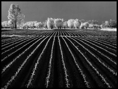 Elio Ciol, Sogni di Prosperità, 1985