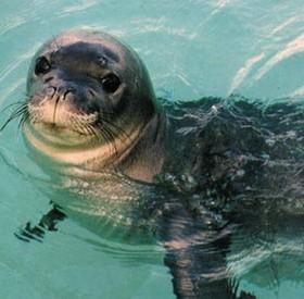 La foca monaca torna in Sicilia: protagoniste le isole Egadi