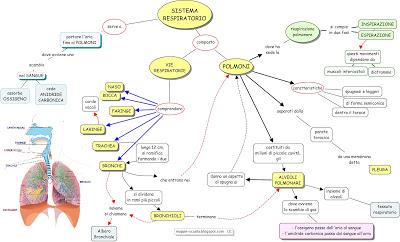 L'APPARATO RESPIRATORIO