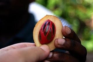 MACIS LA PARTE DELICATA DELLA NOCE MOSCATA.