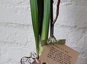 rubrica Dana: forzare bulbi avere fioriture natalizie.