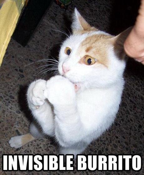 Nuova moda: Gatti con cose invisibili