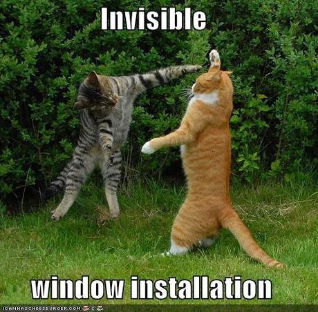 Nuova moda: Gatti con cose invisibili