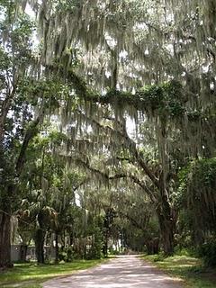 Quercus virginiana & tillandsia usneoides