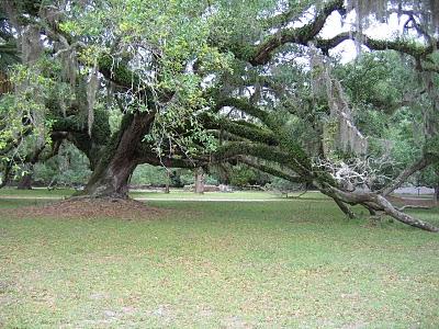 Quercus virginiana & tillandsia usneoides