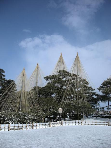 Yuki-zuri ovvero l’arte di proteggere gli alberi d’inverno.