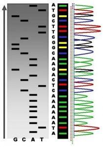 Dalla chimica alla biologia molecolare per esplorare il genoma