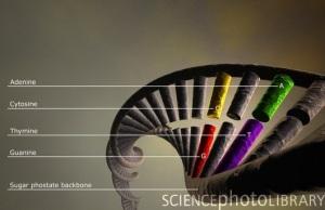 La diversità genetica è così diversa? E perché?