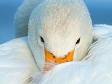 Candido come cigno