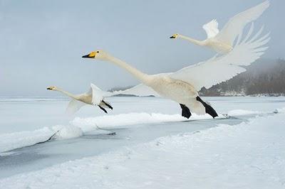 Candido come un cigno