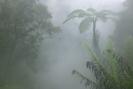 Una foresta pluviale intatta, paradiso di tigri, oranghi e elefanti finisce nel mirino della APP