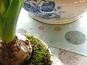 Bulbi narcisi Natale