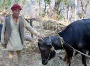 Microcredit crunch