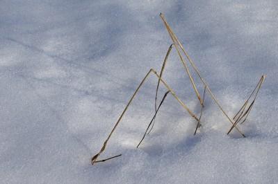 LA NEVE NEL GIARDINO