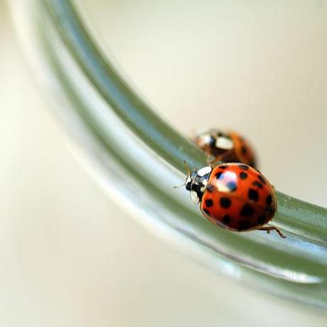 Le coccinelle della suocera / Ladybugs