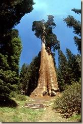 sequoia-11