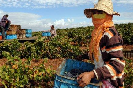 Marocco: In Vino Veritas.