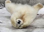 Foto giorno ottobre 2010 l'orso vergogna