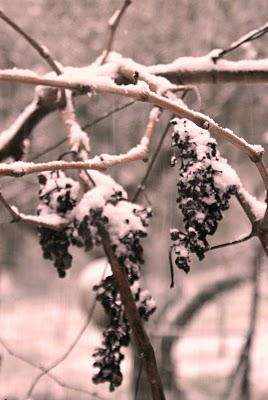 Un paio di scatti a: LA NEVE