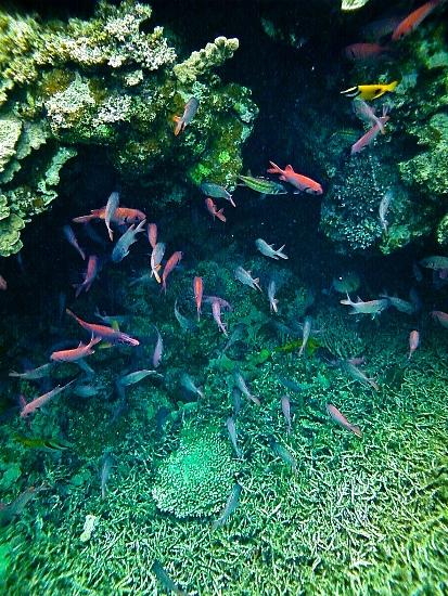 0122 Mille colori in un mare di cristallo: di Marco Bizzarri e Paola Pardini