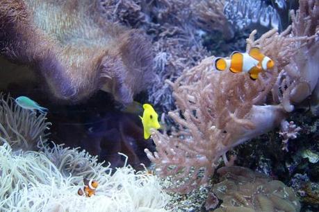 0022 Mille colori in un mare di cristallo: di Marco Bizzarri e Paola Pardini