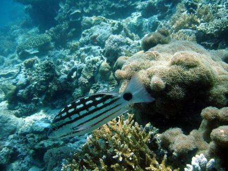 0112 Mille colori in un mare di cristallo: di Marco Bizzarri e Paola Pardini