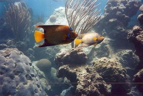 0202 Mille colori in un mare di cristallo: di Marco Bizzarri e Paola Pardini