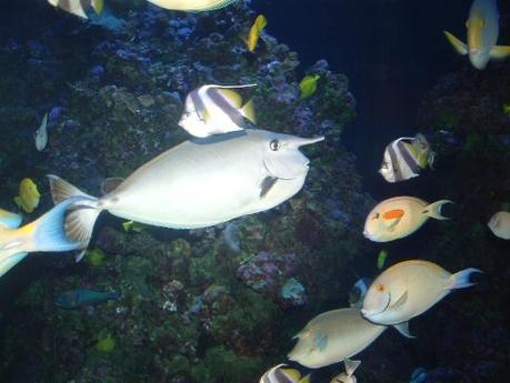 0132 Mille colori in un mare di cristallo: di Marco Bizzarri e Paola Pardini