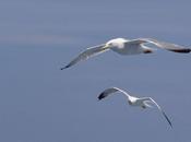 "Gabbiani" /Spazio Poesia