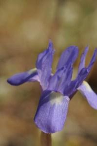 Gynandriris sysyrinchium o Moraea sysyrinchium, fotografata dove non ve lo dico neanche sotto tortura