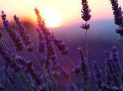 Else Lasker Schuler, Solo