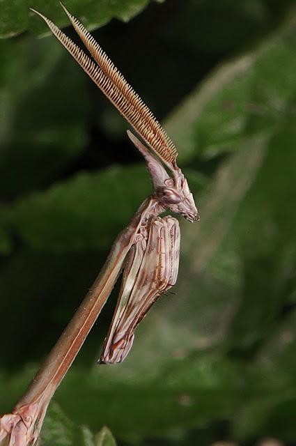 Empusa pennata