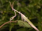 Empusa pennata