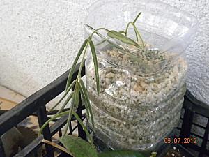 talea hoya linearis