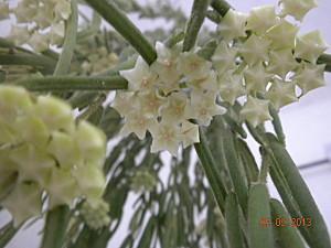 hoya linearis