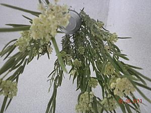 fiori hoya linearis