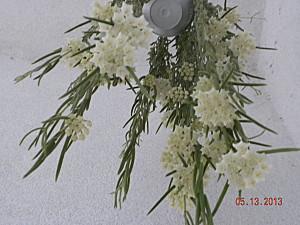 fiori linearis