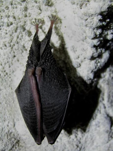 Conferenza “La fauna delle grotte dall’Adriatico alle Alpi Orientali”