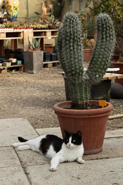 La tranquilla vita dei Cactus