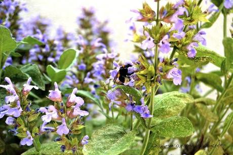 In the garden- Shabby&CountryLife.blogspot.it