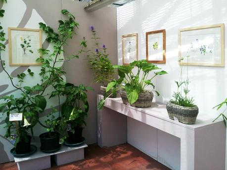 Silvana-Rava-Gardin-mostra-acquerello-botanico-4